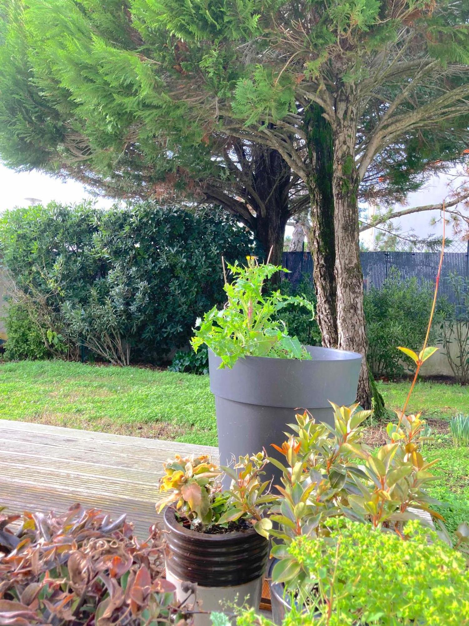 Maison Centre Ville Avec Jardin , Terrasse, Et Garage Velos La Rochelle  Zewnętrze zdjęcie